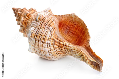 Fotobehang sea shell isolated on white