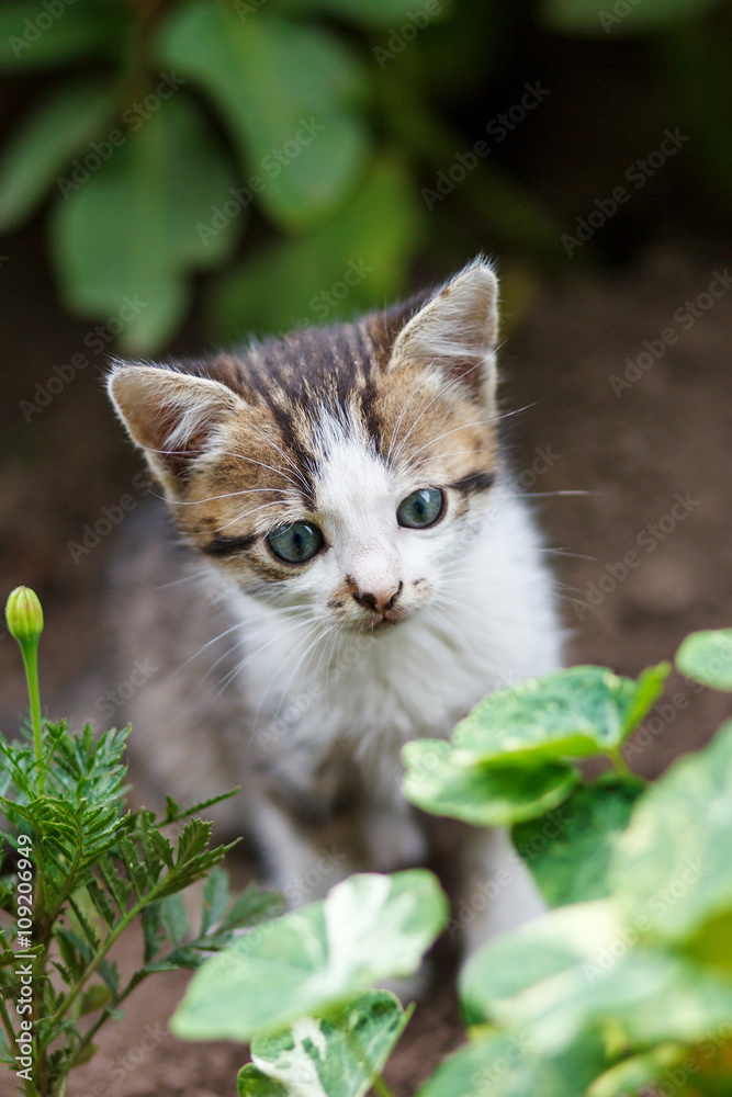 little kitten walking on the garden little kitten walking on the garden