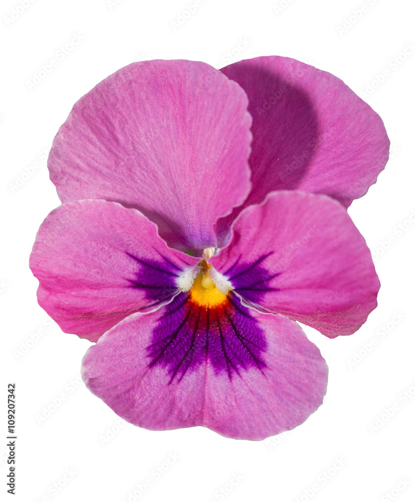 Viola purple Pansy Flower Isolated on White Viola purple Pansy Flower Isolated on White