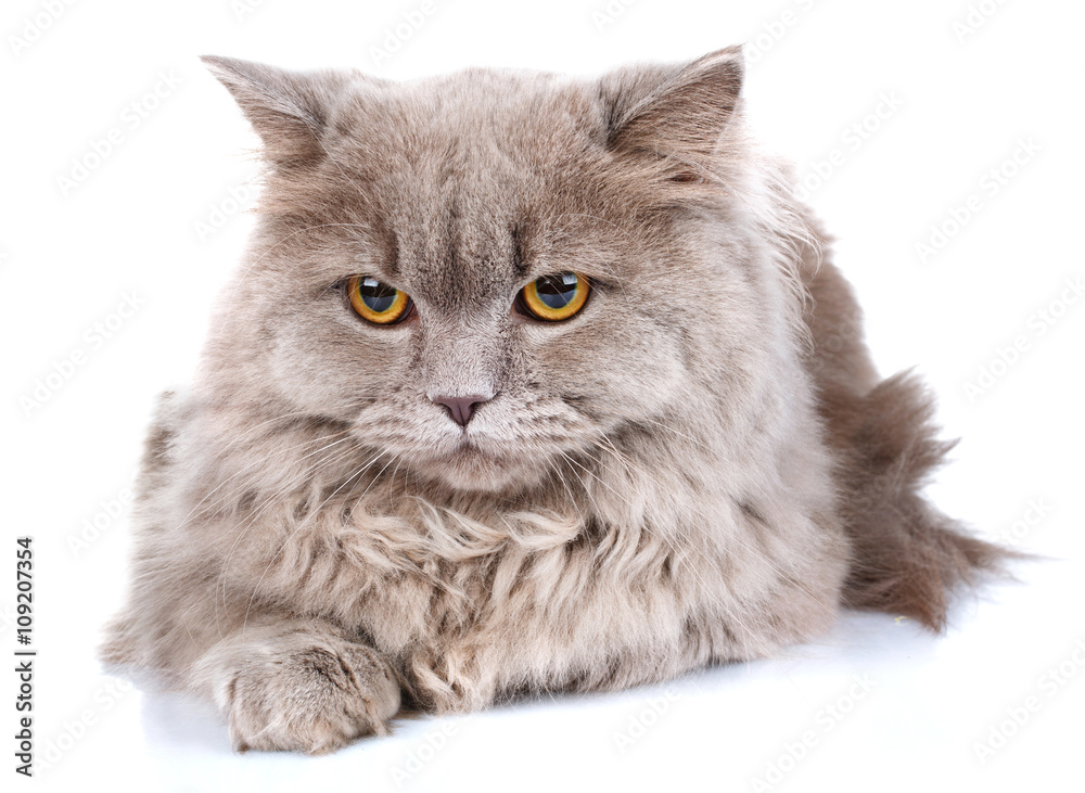 gray cat with yellow eyes  on a white background
