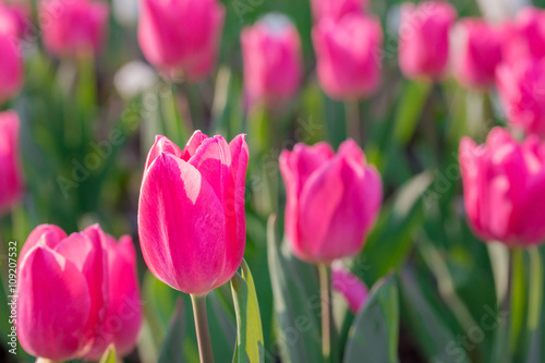 Beautiful pink tulips in flowers garden.