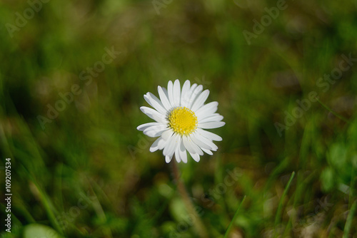 Single daisy 