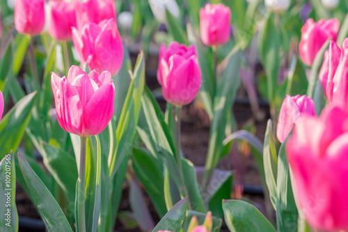 Beautiful pink tulips in flowers garden.