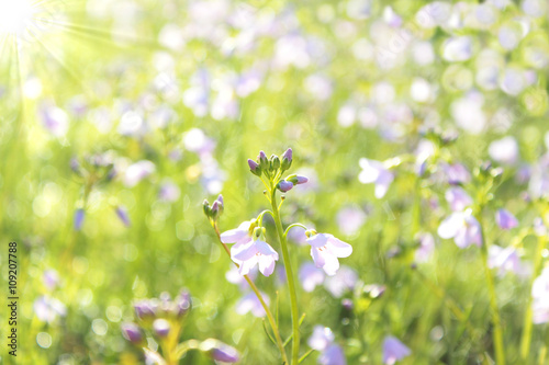 Wiese mit Blumen im Sonnenlicht, Wiesen-Schaumkraut, Cardamine pratensis
