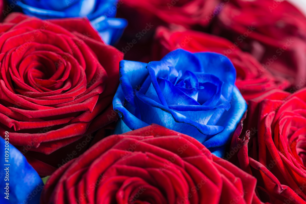 Obraz premium closeup of bouquet of mix of red and blue roses