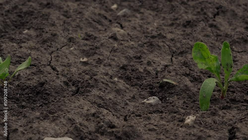 Camera moving through young sugar beet field, dolly slider footage of cultivated field. Camera moving through young sugar beet field, dolly slider footage of cultivated field.