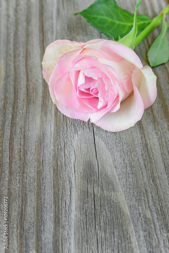 Single pink rose