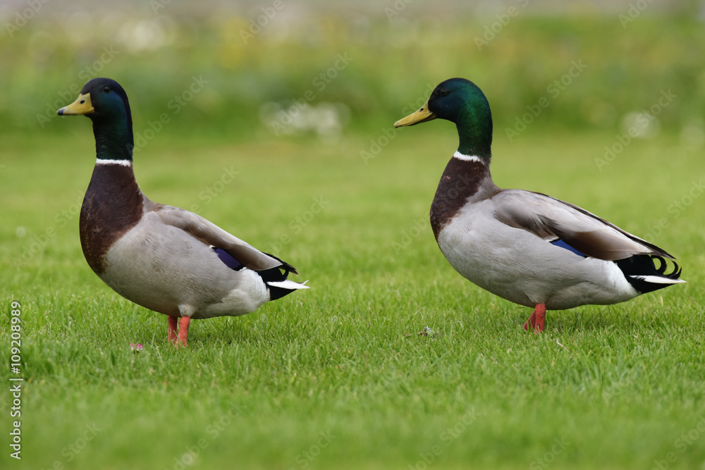 Mallard, Duck, Anas platyrhynchos Mallard, Duck, Anas platyrhynchos