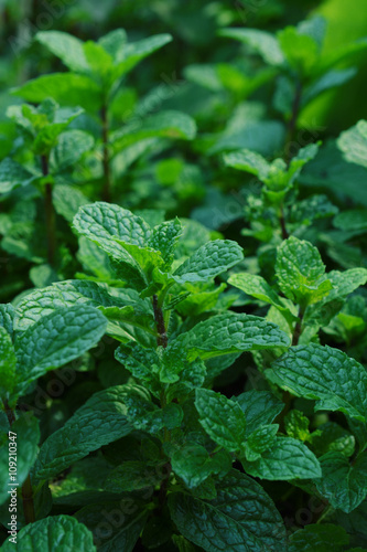 Wallpaper Mural Mint leaves Torontodigital.ca