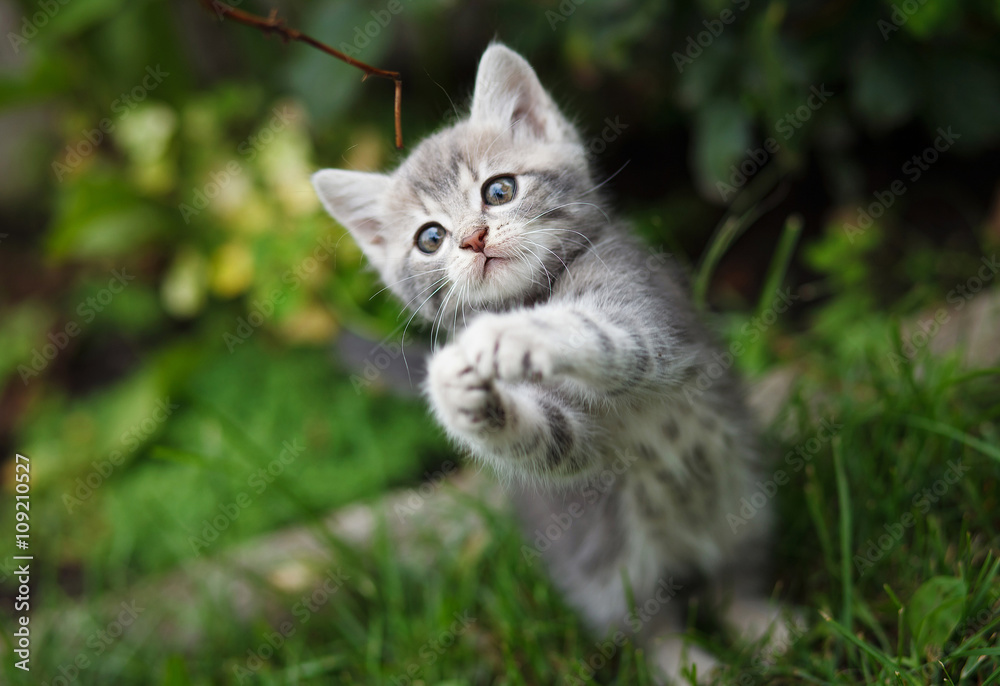 gray little kitten playing on the garden