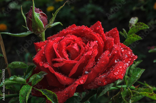 Garden red rose with dew drops