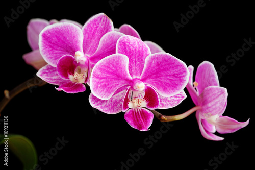 branch of pink orchids isolated on a black background