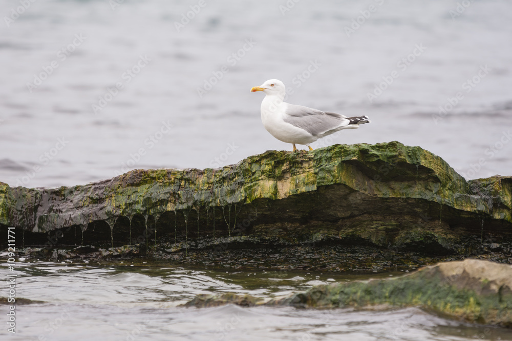 Seagull sitting on a rock towering above the water surface Seagull sitting on a rock towering above the water surface