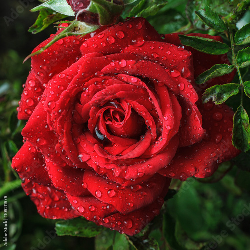 Garden red rose with dew drops