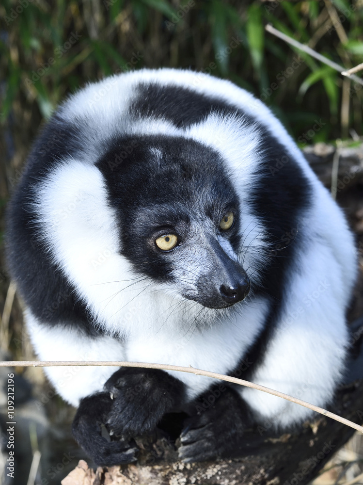 black and white colored lemur in a bamboo forest. close-up of a madagascar meerkat.