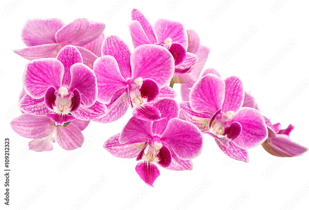 Fototapeta premium branch of pink orchids isolated on a white background
