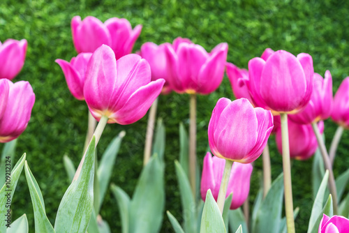 Tulip. Beautiful bouquet of tulips. Tulips in spring   pink tulips in garden.