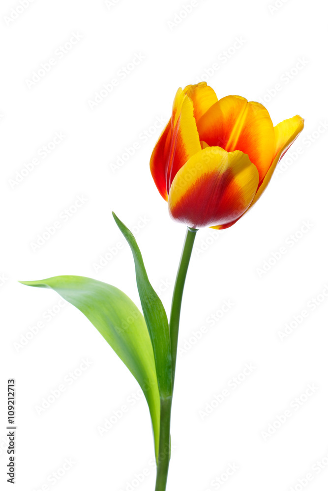 tulip on white background tulip on white background