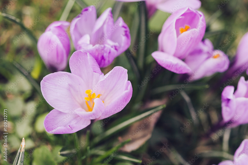 Group of Purple crocus (crocus sativus) with selective/soft focu Group of Purple crocus (crocus sativus) with selective/soft focu