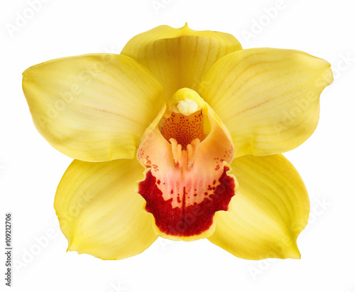 Fototapeta Naklejka Na Ścianę i Meble -  Closeup of Center yellow orchid  isolated on a white background