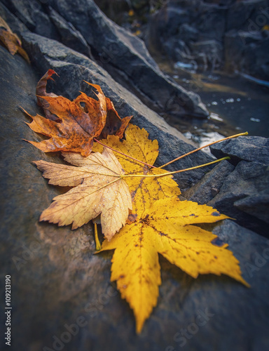 autumn maple leaves resting on a rock © serkucher