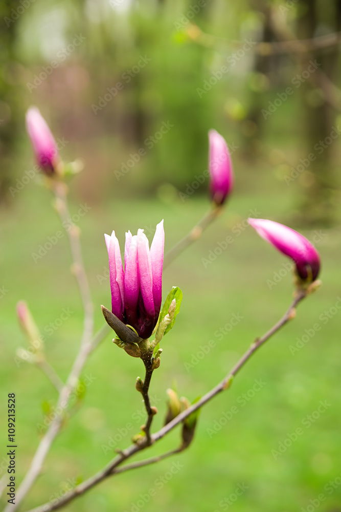 Magnolia plant blooms in spring on a sunny day Magnolia plant blooms in spring on a sunny day