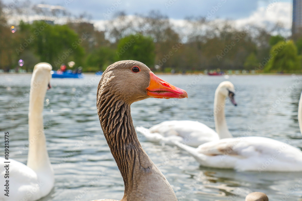 Beautiful young swans in lake Beautiful young swans in lake