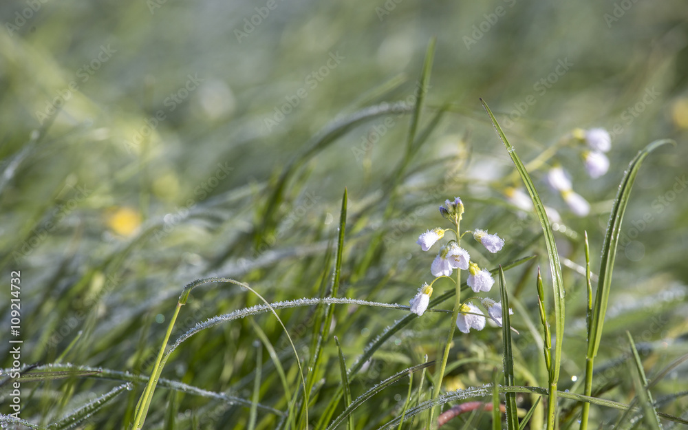 Weisse Blume im Frost Weisse Blume im Frost