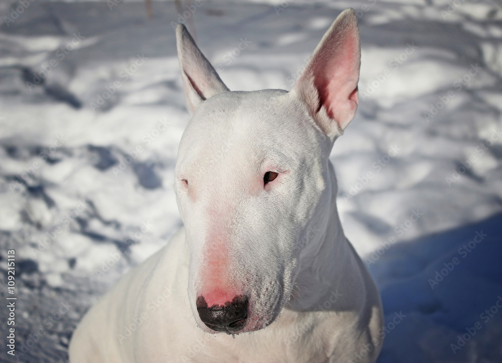 White Bull Terrier walks in the winter in nature