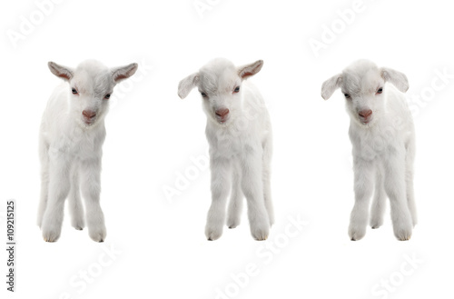  three goat