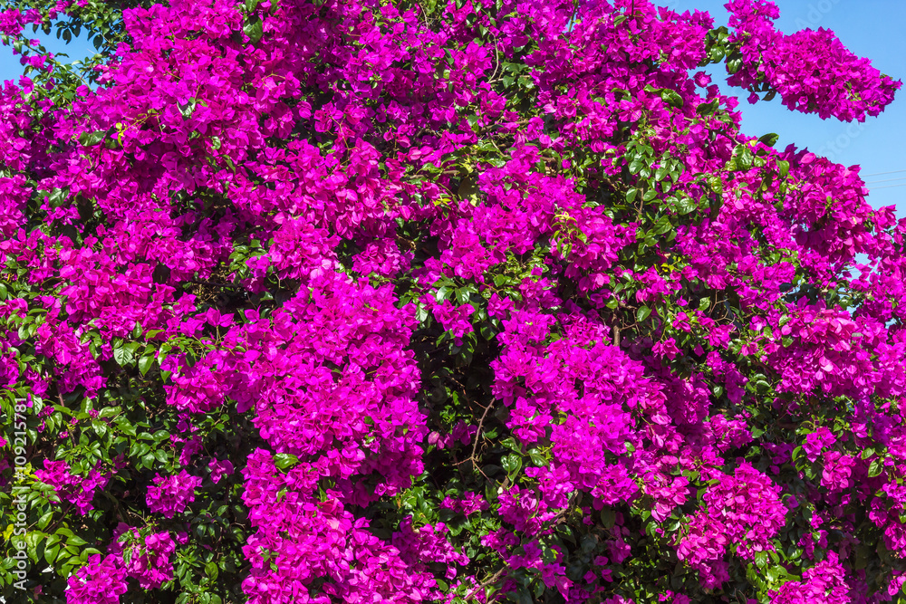 Bougainville roxo.