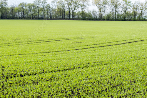 Agricultural field with wheat shoots in spring