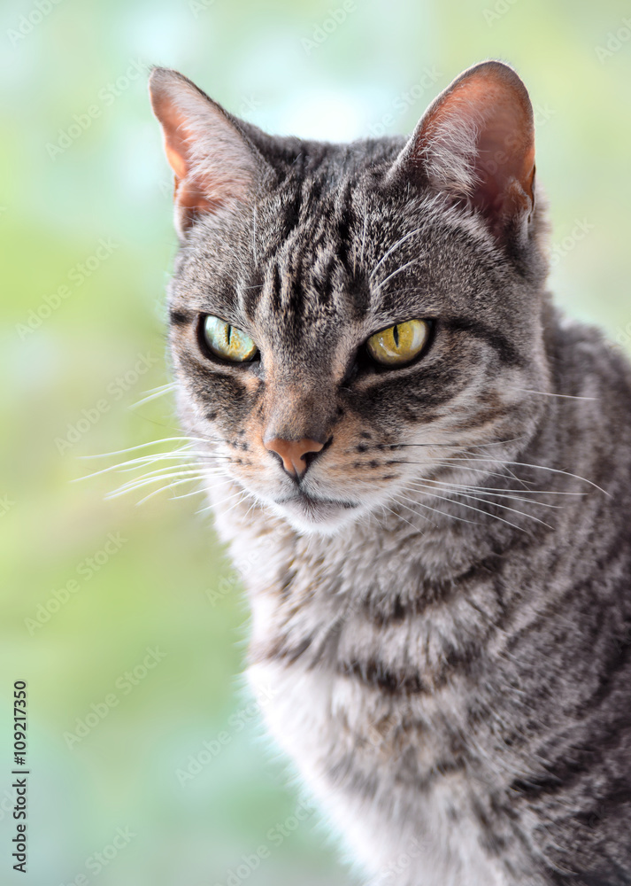 Grey tabby cat sitting at the window with defocused background.