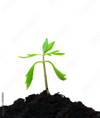 Young sprout made the way through the earth. New green plant growing from the earth. The plant on a white background. Isolated object. photo