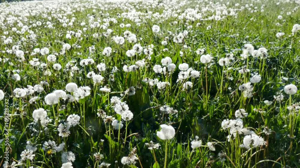 Spring meadow with dandelions. Ripe seeds of dandelions. Insects multiply. Spring meadow with dandelions. Ripe seeds of dandelions. Insects multiply.