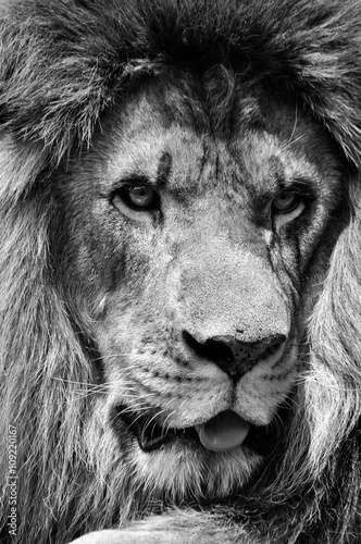 Powerful black and white male lion face closeup in high contrast