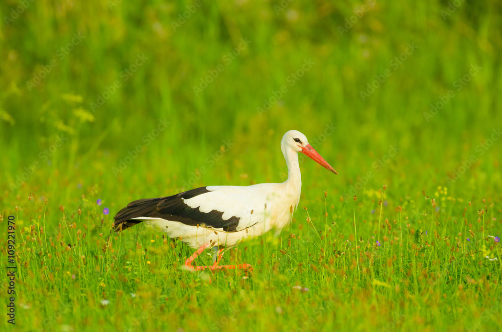 Storch Weißstorch Vogel auf Wiese Frühling - stork spring white stork Storch Weißstorch Vogel auf Wiese Frühling - stork spring white stork