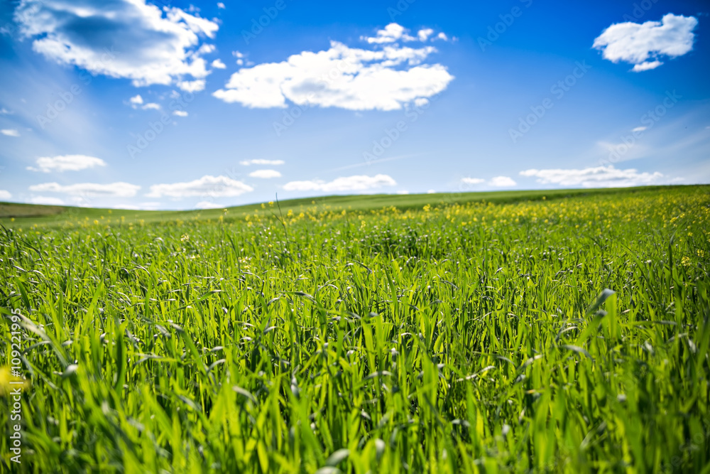 green field