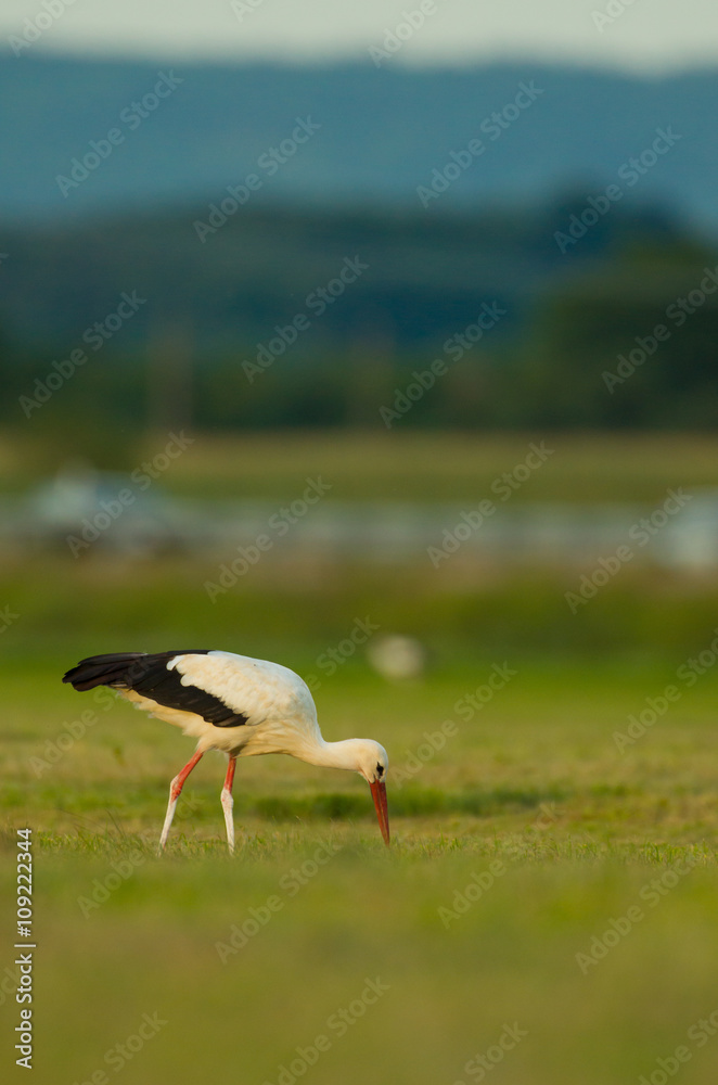 Fototapeta premium Storch Weißstorch - stork white stork 