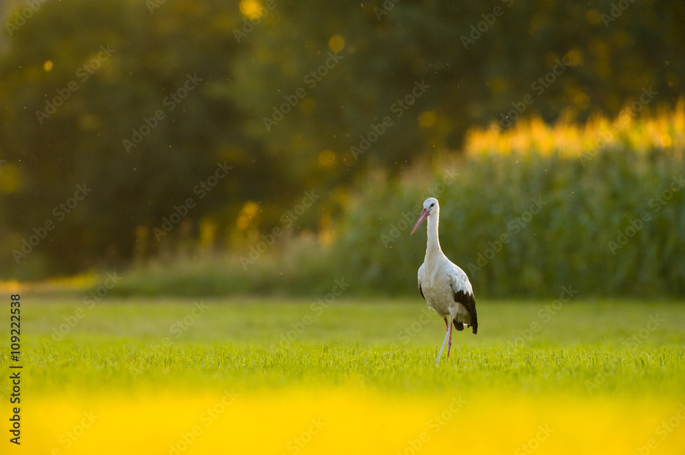 Obraz premium Storch Weißstorch - stork white stork 
