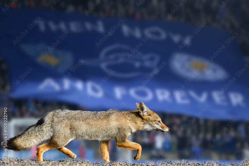 Fototapeta premium real fox leicester city football club wallpaper