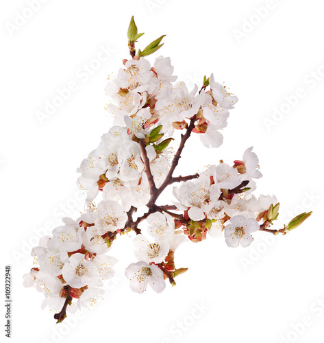 isolated lush sakura branch