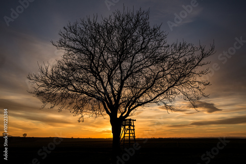 Tree silhouette © JanStieg