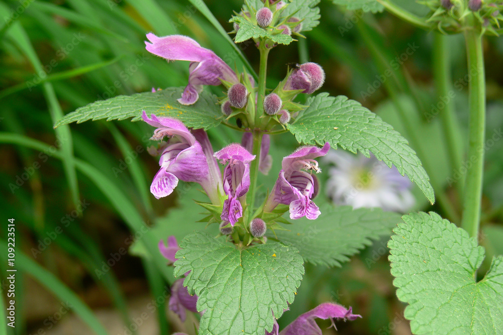 falsa ortica (Lamium purpureum) - infiorescenza falsa ortica (Lamium purpureum) - infiorescenza