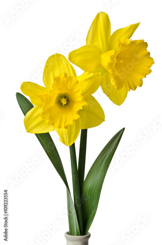 Fototapeta Naklejka Na Ścianę i Meble -  beautiful daffodisl  on white background