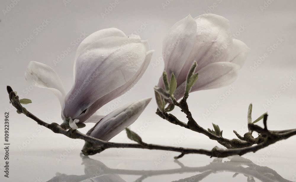 Naklejka premium Magnolienzweig