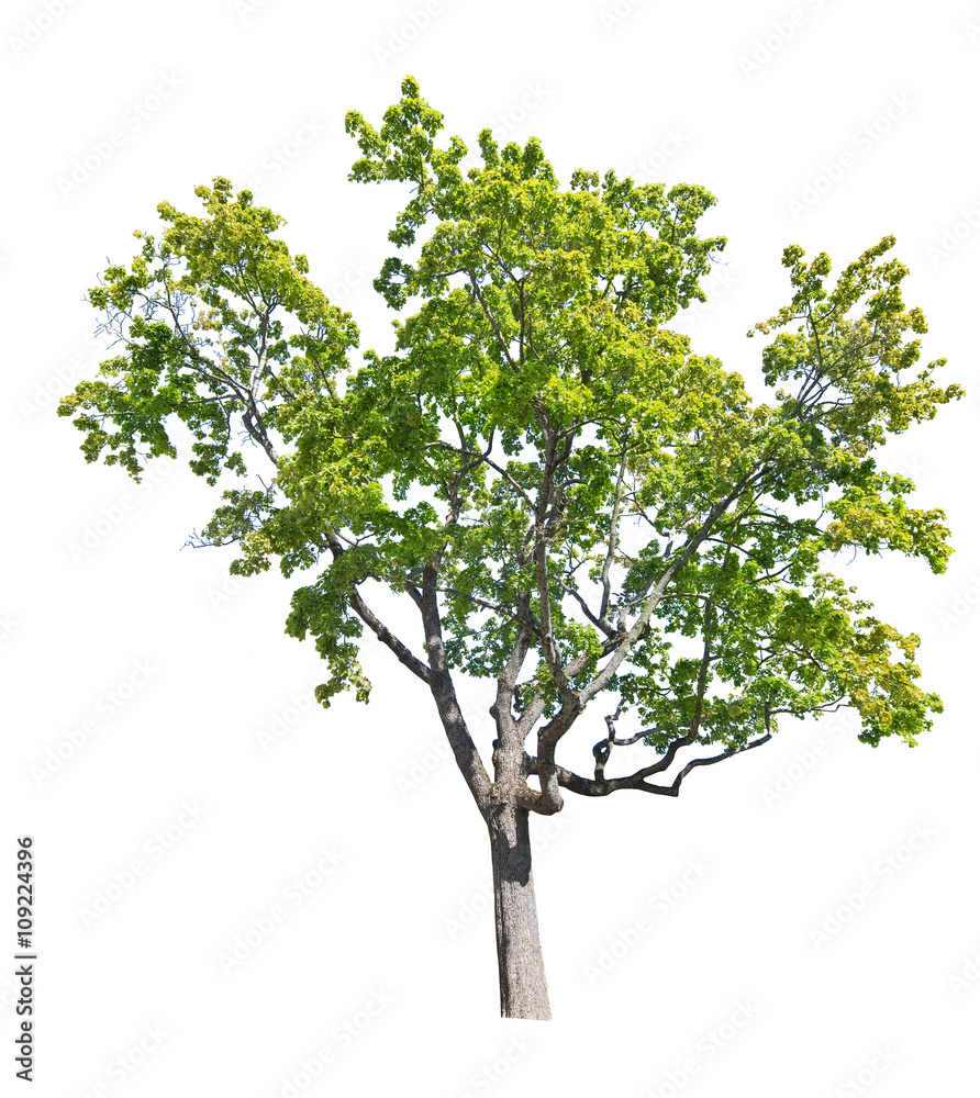 large old green  isolated oak tree