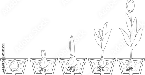 Tulip growth stage. Coloring