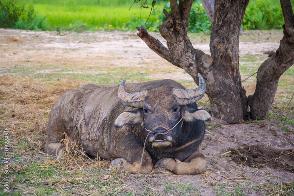 Buffalo Buffalo