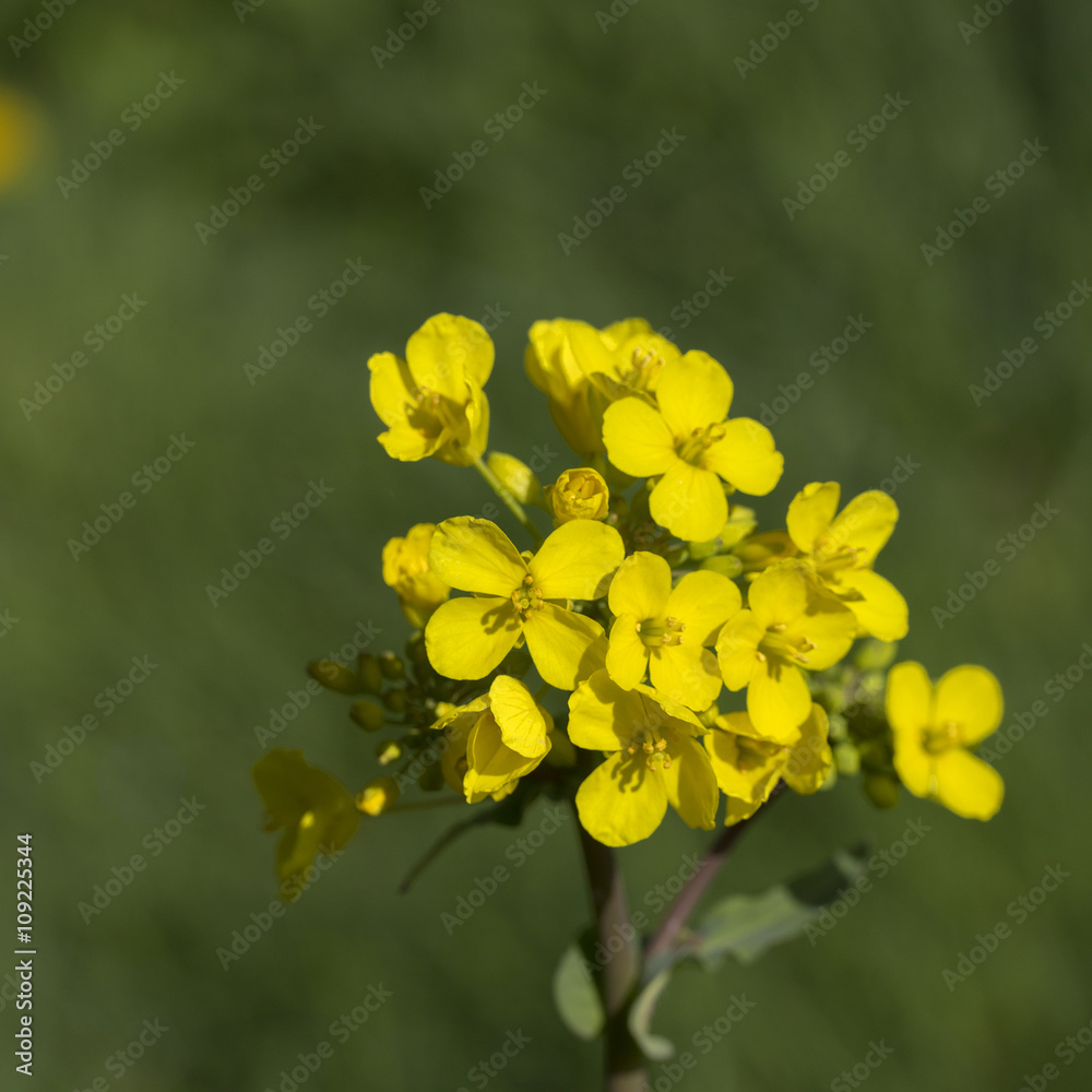 Flowering Field Mustard (Brassica rapa); close-up Flowering Field Mustard (Brassica rapa); close-up